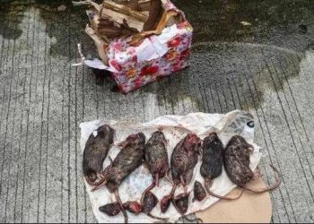 Revisi UU TNI RUU TNI Sah Jadi Undang-Undang, Ieu Poin-poin Parobahanana