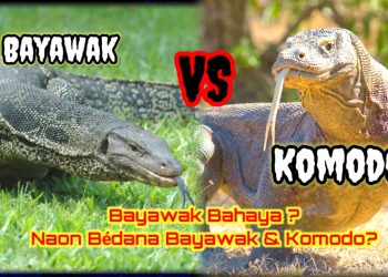 Bayawak Bahaya? Naon Bédaana jeung Komodo?