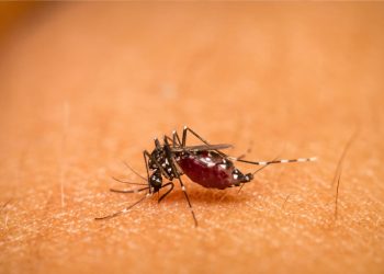 Naha Aya Jalma Salilana Dicoco Waé Reungit ari anu Lian Henteu?