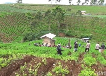 Geremet Patani Entéh Pangalengan Mangsa Lahan Ngadadak Jadi Kebon Sayuran